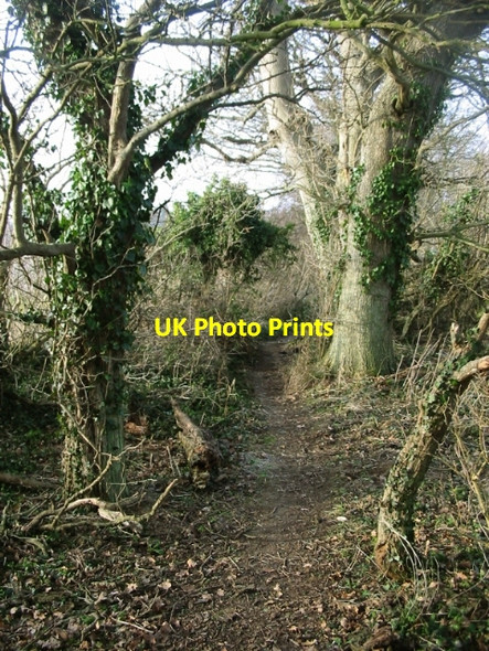 Photo 6"x4" Footpath through the trees Chillenden c2009