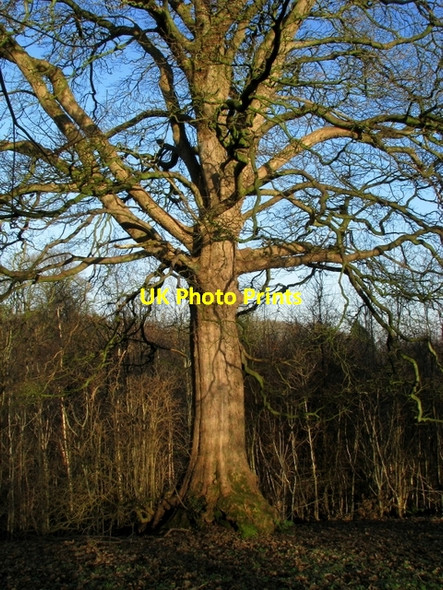 Photo 6"x4" Tree, Barnetts Demesne Drumbeg\/J3066 c2009