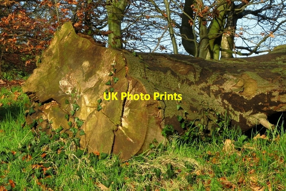 Photo 6"x4" Felled tree, Barnetts Demesne Drumbeg\/J3066 c2009