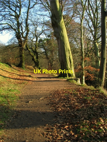 Photo 6"x4" Woodland, Barnetts Demesne Drumbeg\/J3066 c2009