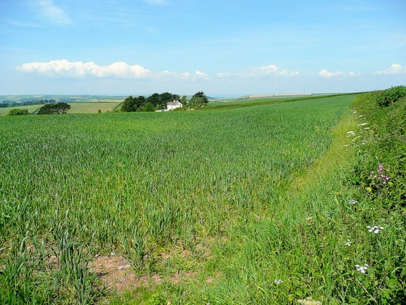 Photo 6"x4" Cereal land near Brownstone Kingston\/SX9051 c2009