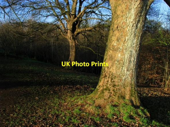 Photo 6"x4" Woodland, Barnetts Demesne Drumbeg\/J3066 c2009 P3