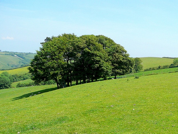 Photo 6"x4" Copse near Nethway House Kingston\/SX9051 c2009