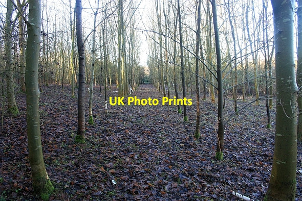 Photo 6"x4" Young Plantation, Upton Tunnel Hill\/SO8440 c2009