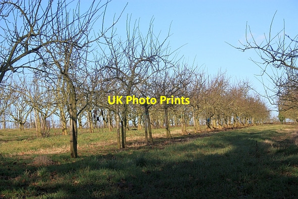 Photo 6"x4" Fruit trees, Clives Fruit Farm The Hyde\/SO8340 c2009