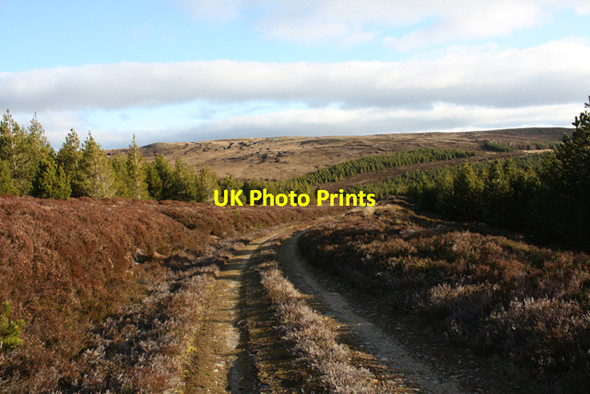 Photo 6"x4" Track through Plantation Carn Gleann an Tairbhidh c2009