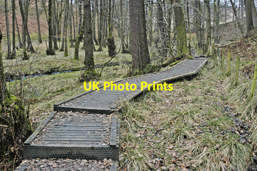 Photo 6"x4" Boardwalk Holme Wood Oakenclough\/SD5447 c2009