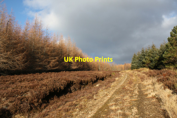 Photo 6"x4" Track through Plantation Ruthven\/NH8133 c2009