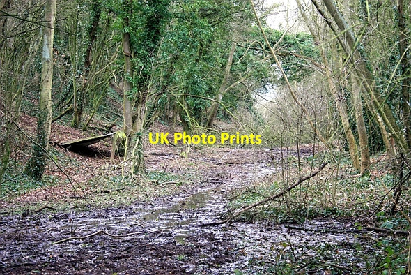 Photo 6"x4" Pheasant shelter in a railway cutting The Hyde\/SO8340 c2009