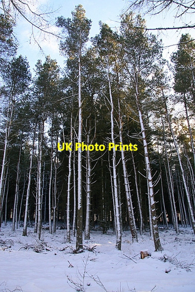 Photo 6"x4" Snowclad trees, Cairlyew wood Kirkton of Kingoldrum c2009