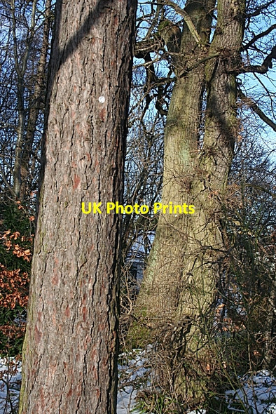 Photo 6"x4" Marked Trees Fochabers c2009