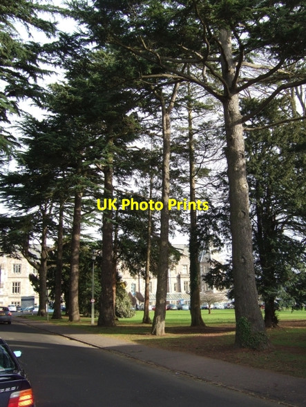 Photo 6"x4" Tree-lined approach road to hospital, Exeter Exeter c2009