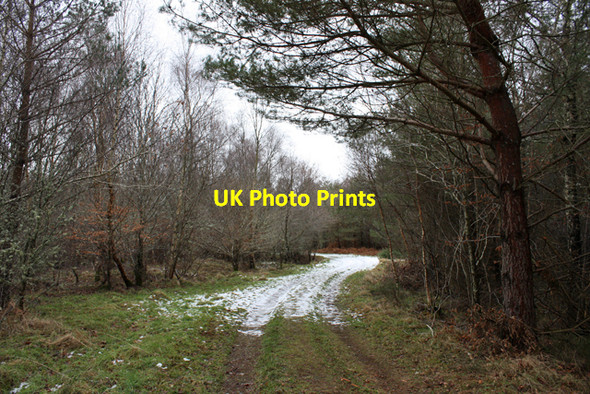 Photo 6"x4" Track in Culbin Forest Kintessack c2009