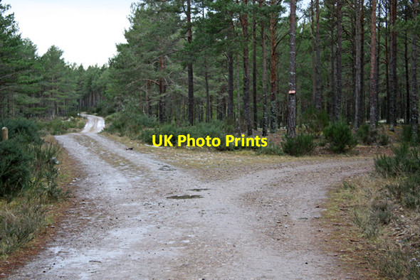 Photo 6"x4" Junction 12, Culbin Forest Cloddymoss c2009
