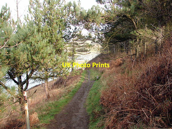 Photo 6"x4" Entering the fir tree wood on the descent to Clarach Bay Aberystwyth c2009