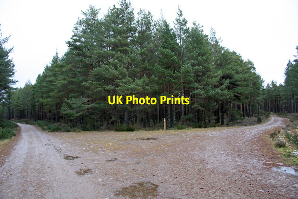Photo 6"x4" Junction 2, Culbin Forest Kintessack c2009