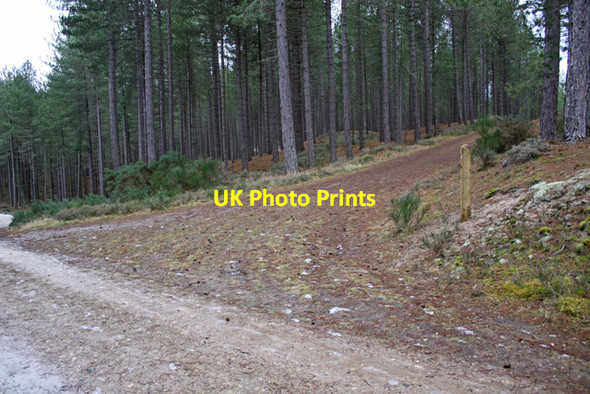 Photo 6"x4" Junction 11, Culbin Forest Kintessack c2009