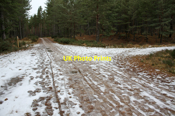 Photo 6"x4" Junction 9, Culbin Forest Cloddymoss c2009