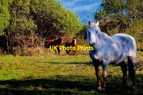 Photo 6"x4" Duquesta Santa Anna Drive - Horses on hillside Rossbeg c2008