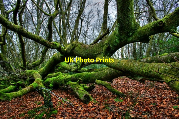 Photo 6"x4" Fallen Tree Above Allt Mor Clachan\/NR7656 c2009