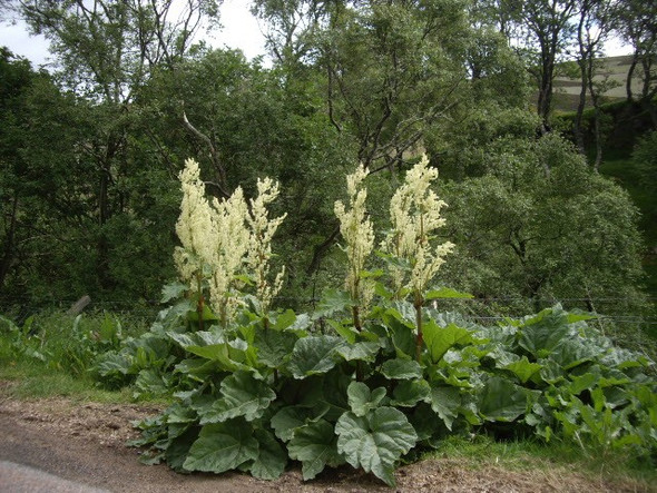 Photo 6"x4" Wild rhubarb in the Deveron valley Cabrach\/NJ3827 c2009