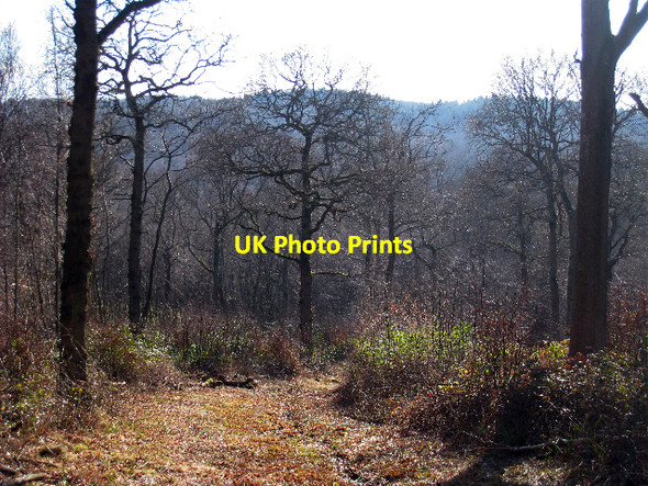 Photo 6"x4" Darwell Wood Hollingrove c2009
