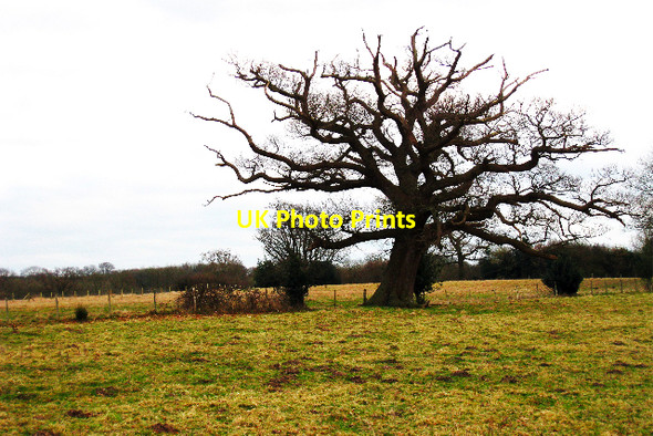 Photo 6"x4" Tree near Iridge Place Burgh Hill\/TQ7226 c2009
