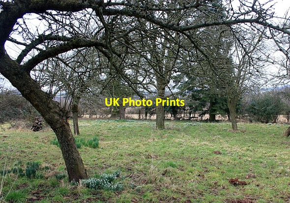 Photo 6"x4" Snowdrops in the old orchard Staplow c2009