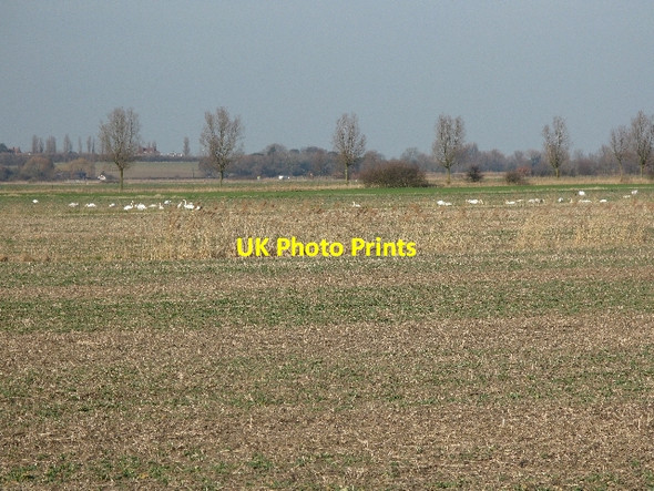 Photo 6"x4" Swans on Chislet Marshes Boyden Gate c2009