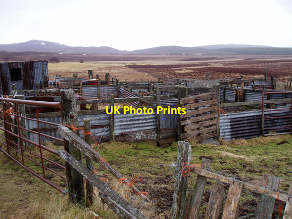 Photo 6"x4" Sheep Fank at East Foregin Foregin c2009