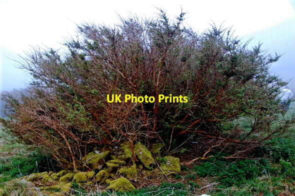 Photo 6"x4" Horn Head - Schrub at derelict cottage Dunfanaghy c2008