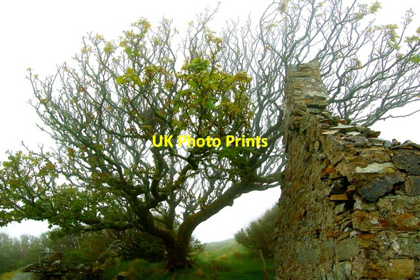 Photo 6"x4" Horn Head - Tree overhanging derelict cottage Dunfanaghy c2008