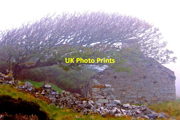 Photo 6"x4" Horn Head - Tree overhanging derelict cottage in fog Dunfanaghy c2008