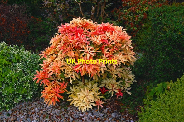 Photo 6"x4" Capuchin Friary just south of Ard's Forest Downies\/C1038 c2008