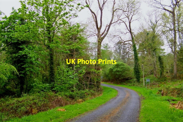 Photo 6"x4" Road to Capuchin Friary south of Ard's Forest Downies\/C1038 c2008 P1