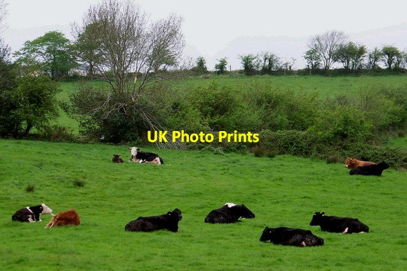 Photo 6"x4" Cattle resting near Doe Castle Creeslough c2008