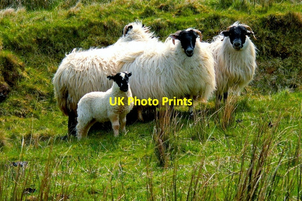 Photo 6"x4" Road from Falcarragh SE to R251 - Sheep near bridge Carrowcannon c2008