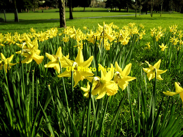 Photo 6"x4" Flowers, Drumglass Park Belfast c2009