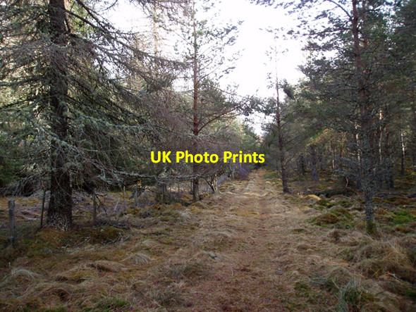 Photo 6"x4" Track in Cragganmore Wood Auchnarrowmore c2009