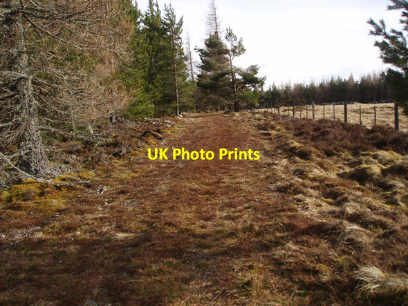 Photo 6"x4" Track at edge of Cragganmore Wood Auchnarrowmore c2009