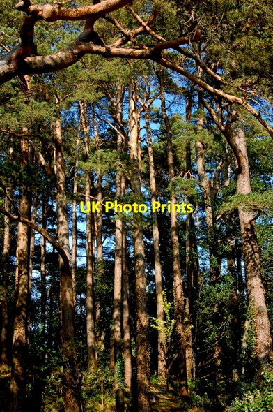 Photo 6"x4" Glenveagh National Park - Trees near castle Church Hill\/C0615 c2008