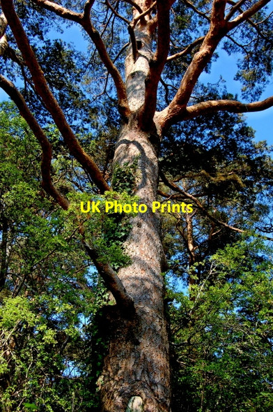 Photo 6"x4" Glenveagh National Park - Tree near castle Church Hill\/C0615 c2008