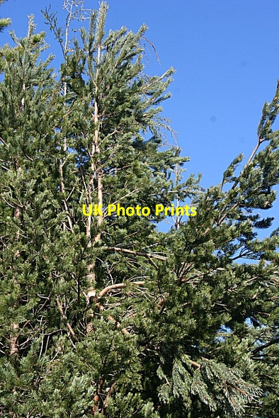 Photo 6"x4" Snow Damage Blackburn\/NJ2958 c2009