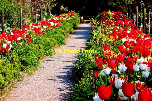 Photo 6"x4" Glenveagh National Park - Flowers in Walled Garden Church Hill\/C0615 c2008