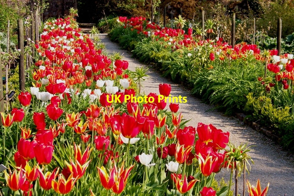 Photo 6"x4" Glenveagh National Park - Flowers in Walled Garden Church Hill\/C0615 c2008 P1