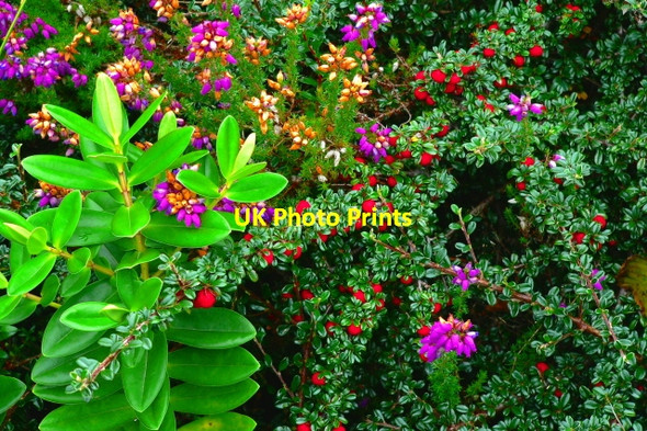 Photo 6"x4" Poison Glen - Mother Nature - the florist Money Beg c2005