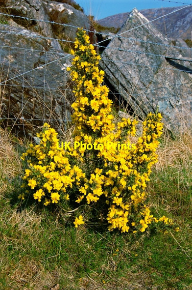 Photo 6"x4" Poison Glen - Gorse was in bloom everywhere Money Beg c2008