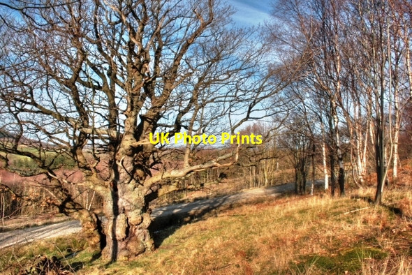 Photo 6"x4" Ancient Tree, Ingleby Forest Ingleby Greenhow c2009