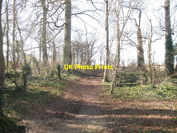 Photo 6"x4" Copse near Turvey Abbey Turvey c2009