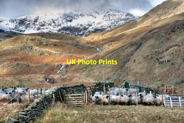 Photo 6"x4" Shepherds at Work, Mardale Head Harter Fell\/NY4609 c2009